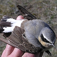 Whinchat - Wheatears